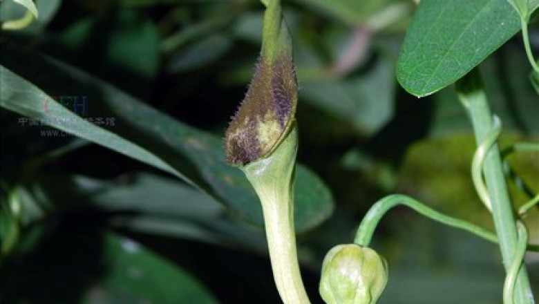 Cây Thanh mộc hương. Aristolochia tuberosa C.F. Liang et S.M. Hwang ex Liang - Cây Thuốc Nam Quanh Ta
